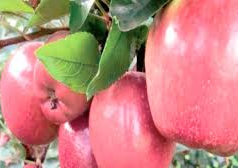 बर्फबारी से नुकसान? अब मिलेगा पैसा… लेकिन सेब बागवानों के लिए छिपी है अहम बात