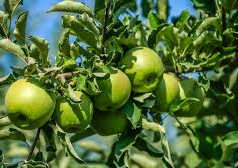 हिमाचल के बागवान सावधान! रसायनों का गलत इस्तेमाल पड़ सकता है भारी